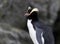 Erect-crested Penguin, Eudyptes sclateri