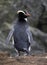 Erect-crested Penguin, Eudyptes sclateri