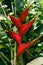 Erect heliconia crab lobster claw tropical flower in the wild Tobago jungle