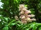 The erect panicle of horse chestnut with pink-white flowers on a background of green foliage