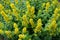 Erect panicles of yellow flowers of loosestrife