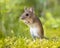 Erect Standing Wood mouse in green surroundings