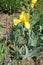 Erect stem of bearded iris with one yellow flower