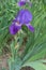 Erect stem of bearded iris with violet flower