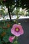 Erect stem of hollyhock with pink flowers