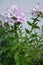 Erect stem of Phlox paniculata with green leaves and pale flowers