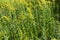 Erect stem of Solidago with yellow flowers