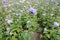 Erect stem with violet flower of Ageratum houstonianum