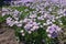 Erect stems of Erigeron speciosus with flowers