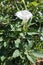 Erect trumpet-shaped white flower of datura