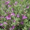 Eremophila nivea blossom