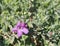 Eremophila nivea flower