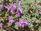 Eremophila nivea purple flowers blossom