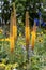 Eremurus Cleopatra Foxtail Lily in flowers garden