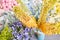 Eremurus flowering ornamental plant, beautiful yellow orange foxtail lily flowers in bloom, Desert Candle flower