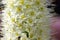 Eremurus himalaicus, foxtail lily, Himalayan Desert Candle