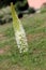 Eremurus himalaicus, foxtail lily, Himalayan Desert Candle