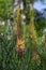 Eremurus isabellinus pinocchio cleopatra flowering ornamental plant, beautiful pink orange foxtail lily flowers in bloom