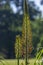 Eremurus isabellinus pinocchio cleopatra flowering ornamental plant, beautiful pink orange foxtail lily flowers starting bloom