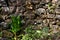 Eremurus robustus, lily plant growing on rock wall