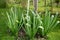 Eremurus robustus young plant lawn grass bulb turf in the garden early spring april may