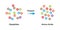 Erepsin Enzyme