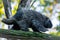 Erethizontidae, north american porcupine, climbing over tree