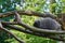 Erethizontidae north american porcupine climbing over trees and branches.