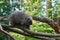 Erethizontidae north american porcupine climbing over trees and branches.