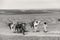 ERG CHIGAGA, MOROCCO - OCTOBER 20 2020: Camel caravan in Sahara Desert, Africa.