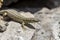 Erhard`s Wall Lizard Podarcis erhardii naxensis sitting on a stones close-up in a sunny day