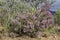 Erica australis in Ria Formosa natural park Algarve.