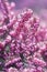 Erica Calluna vulgaris pink