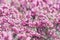 Erica Calluna vulgaris pink