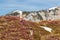 Erica carnea growing in mountains, Julian alps