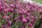 Erica Carnea or Myretoun Ruby pink flowers in spring garden