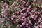 Erica Carnea or Myretoun Ruby pink flowers in spring garden