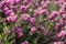 Erica Carnea or Myretoun Ruby pink flowers in spring garden