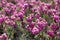 Erica Carnea or Myretoun Ruby pink flowers in spring garden