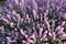 Erica Carnea or Myretoun Ruby Violet flowers in spring garden