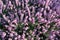 Erica Carnea or Myretoun Ruby Violet flowers in spring garden