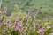 Erica carnea protected woodland flower in bloom, small flowers and leaves on little shrub