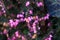 Erica carnea - winter heath, winter flowering heather, spring heath, alpine heath. Close-up of heather