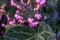 Erica carnea - winter heath, winter flowering heather, spring heath, alpine heath. Close-up of heather