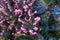 Erica carnea - winter heath, winter flowering heather, spring heath, alpine heath. Close-up of heather