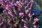 Erica carnea - winter heath, winter flowering heather, spring heath, alpine heath. Close-up of heather