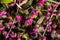 Erica carnea - winter heath, winter flowering heather, spring heath, alpine heath. Close-up of heather