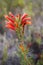 Erica flower closeup of bright color fynbos flower