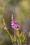 Erica fynbos plant with bright pink flowers