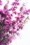 Erica gracilis- winter heather in full blossom